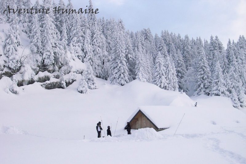 Igloo Chartreuse