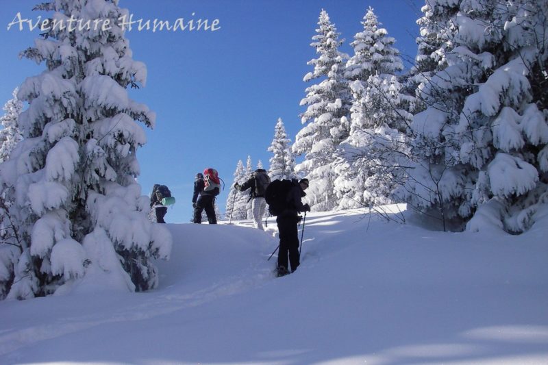 Igloo Chartreuse