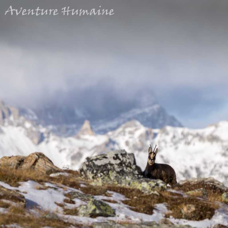 Observation des chamois