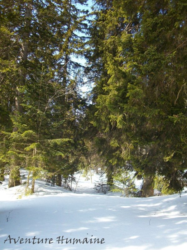 Paysages forestiers des balcons ouest du Vercors