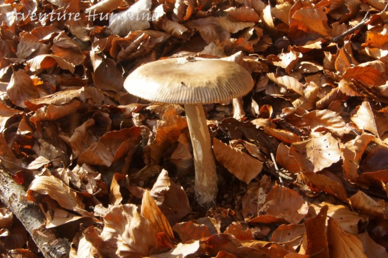 Cueillette des champignons