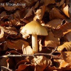 Reconnaître les champignons comestibles
