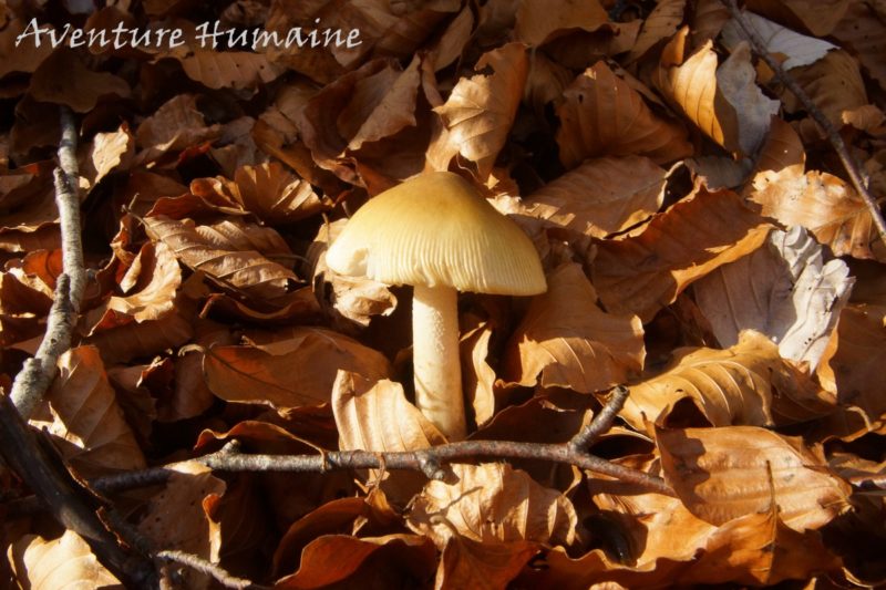 Reconnaître les champignons comestibles