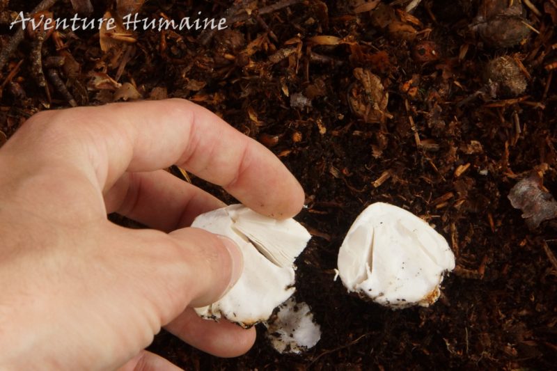 Cueillette des champignons