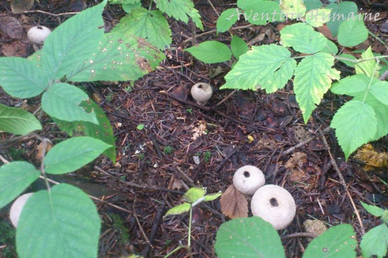 Cueillette des champignons