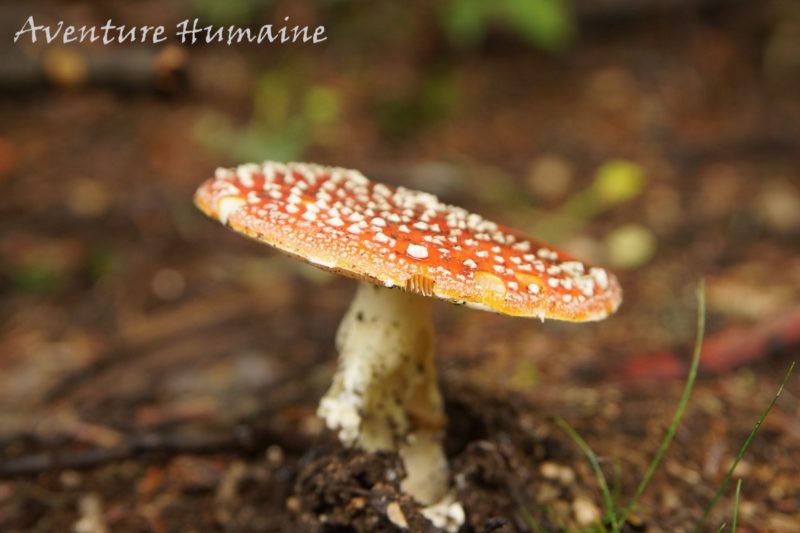 Reconnaître les champignons avec un mycologue