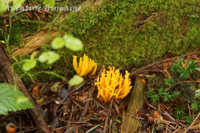 Cueillette des champignons