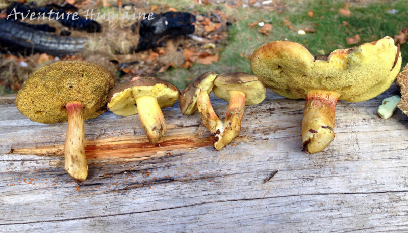 Reconnaitre et cueillir les bons champignons