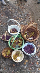 Paniers de champignons après la cueillette