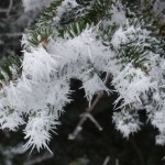 Pics de givre sur les branches